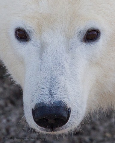 Polar Bear, Close Up