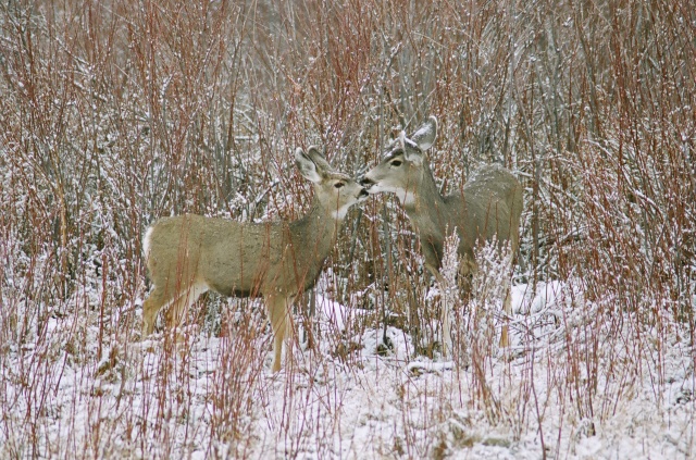 Red Day: Mule Deer and Fawn