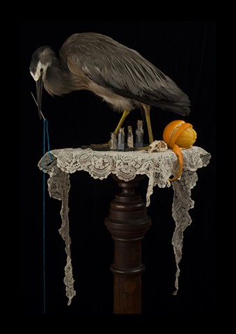 Angela Casey artist photographer surgeon bird still life contemporary art tasmanian gothic australian vanitas