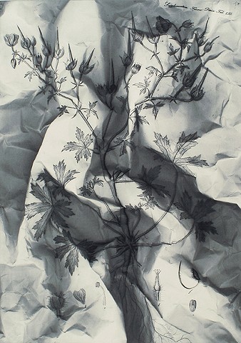 flora danica  niels borch print af marianne grønnow