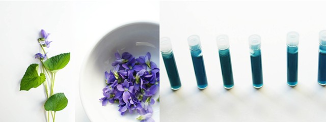 T.U.R.F: Common Blue Violet (Viola) Pigment