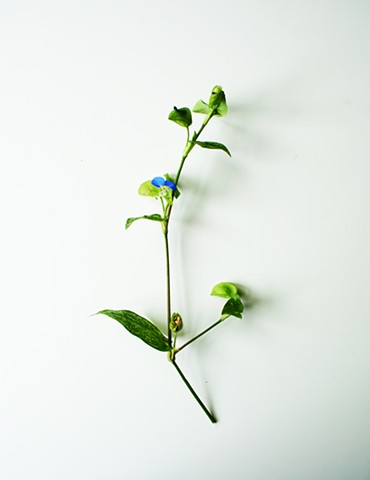 T.U.R.F: Asiatic Dayflower (Commelina communis)