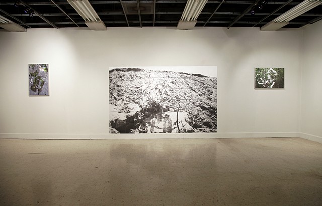 Installation View: "Forest Interference," "Fill" and "Canopy Gap"