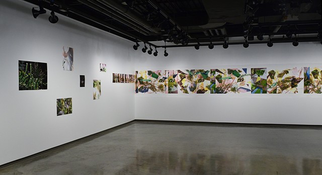 Installation View. Chrono Flora, Conkling Gallery. 