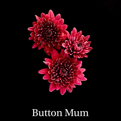 Button Mum