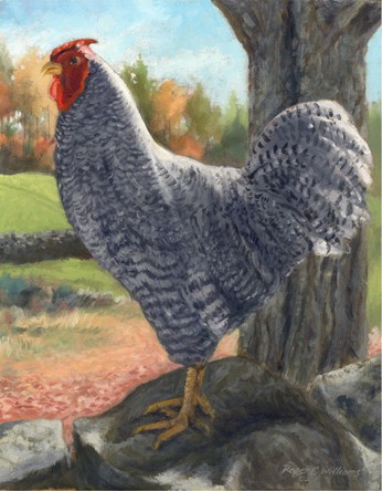"Rooster on Eastman Hill"