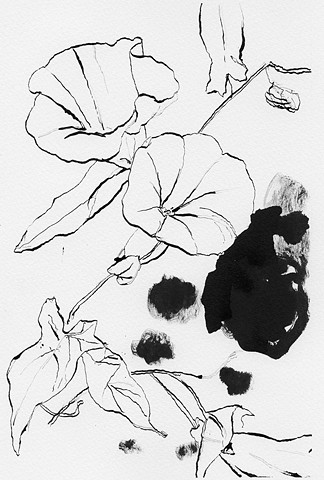 morning glory flower drawing ink on paper