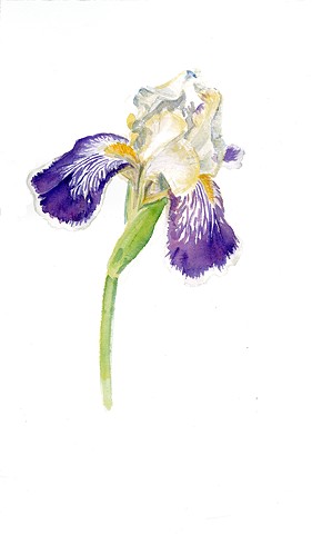 Pale Iris