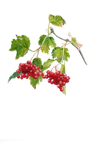 Highbrush Cranberry