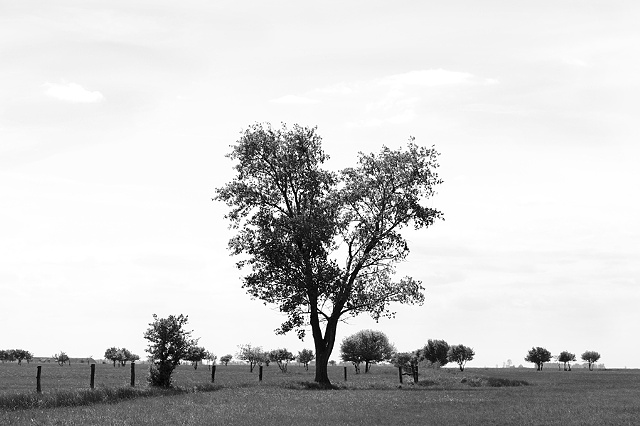 Plains trees, Hungary