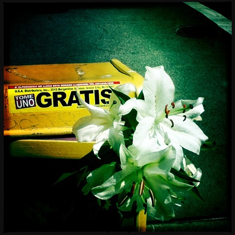Gratis~ Lilies in the News Stand