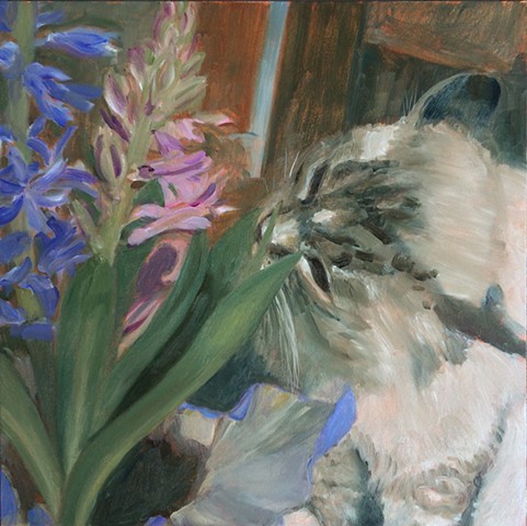 Cat smells purple and pink hyacinth flowers