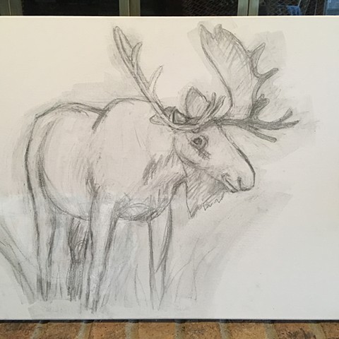 Moose sketch on canvas