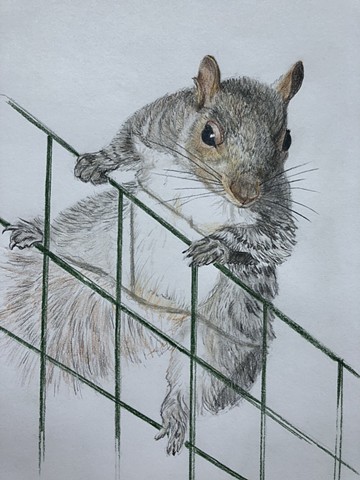 small animal drawing squirrel