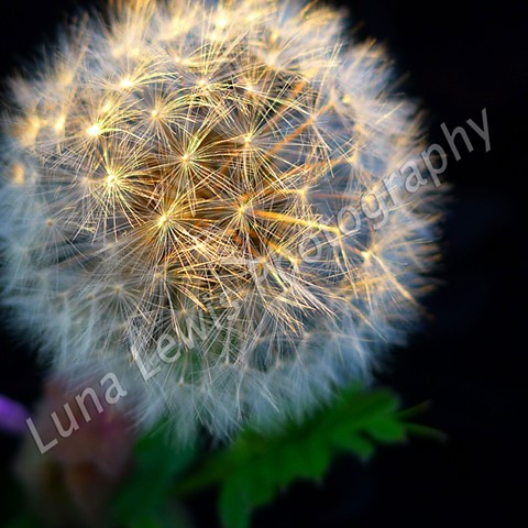 Macro Photograph of dandelion puff in East Tennessee by Luna Lewis