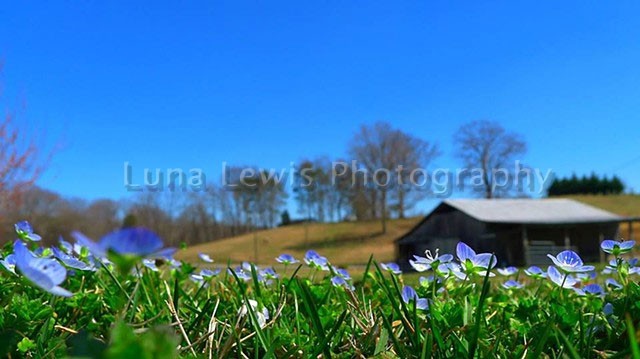 Macro Photograph of blue wild flowers growing in grass with barn in background in East Tennessee by Luna Lewis
