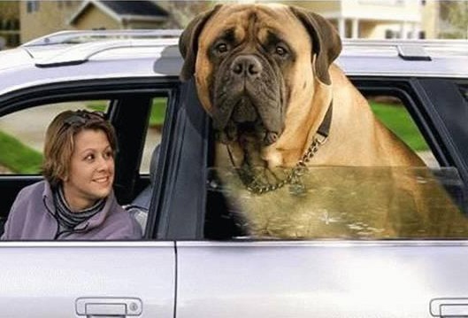 Downloaded from the internet a mastiff of gigantic size