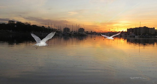 Marina del Rey California sunrise seagulls in flight-by Richard Mann