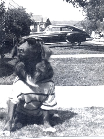 Cocker Spaniel / Irish setter mixed mutt our family pet in the 1950s Rexie R.I.P