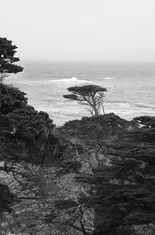 Point Lobos #2