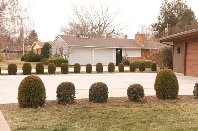 Midcentury Neighborhood Lawns and Landscaping