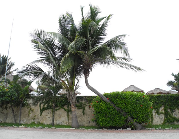 Leaning Palm