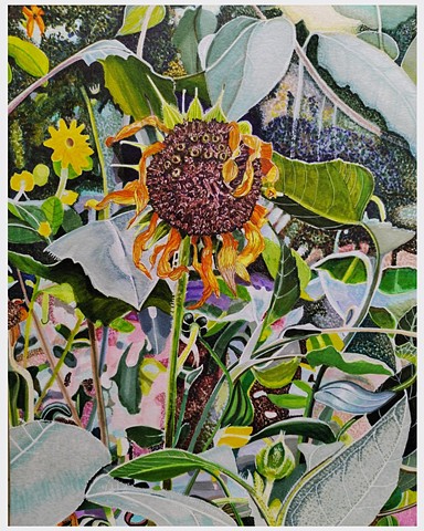Untitled (Aging Sunflower)