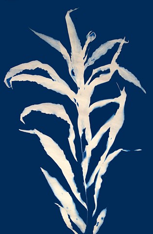 Cyanotype Print, Japanese Stiltgrass