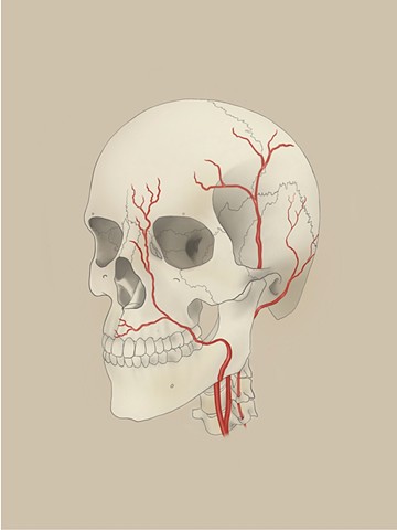 Facial Arteries 