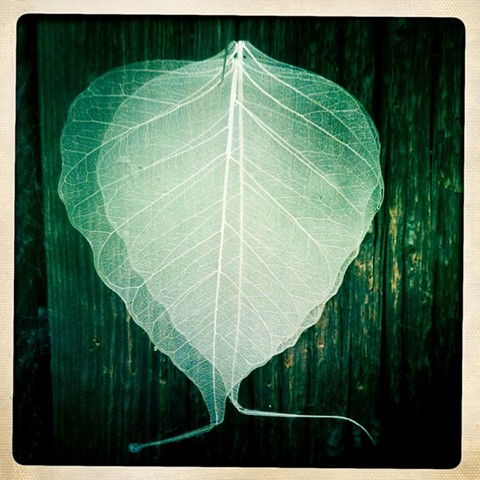 Bodhi Tree Leaf