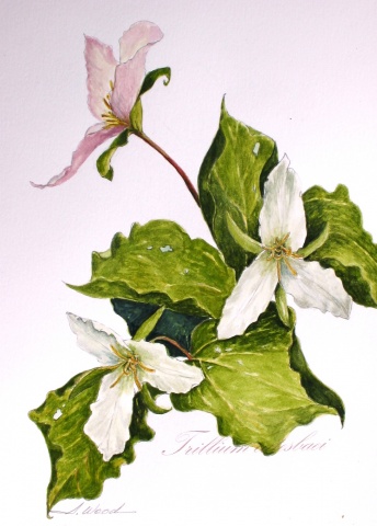 Trillium catesbaei, White Flower Series #4
