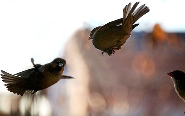 Birds, bird behavior, bird pairing, bird mating, bird feeding, bird flight, finches.