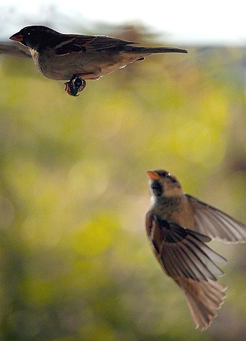 Birds, bird behavior, bird pairing, bird mating, bird feeding, bird flight, finches, bird specific behavior.
