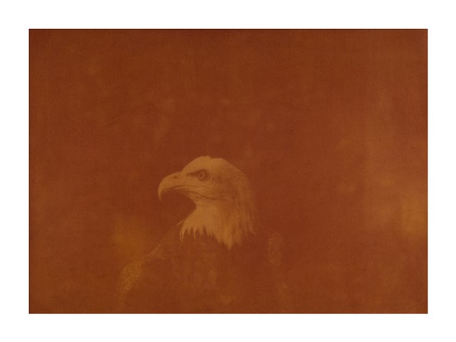 Bald Eagle (Haliaeetus leucocephalus)  