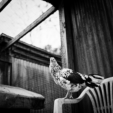 Polkadot, Resident of United Poultry Concerns