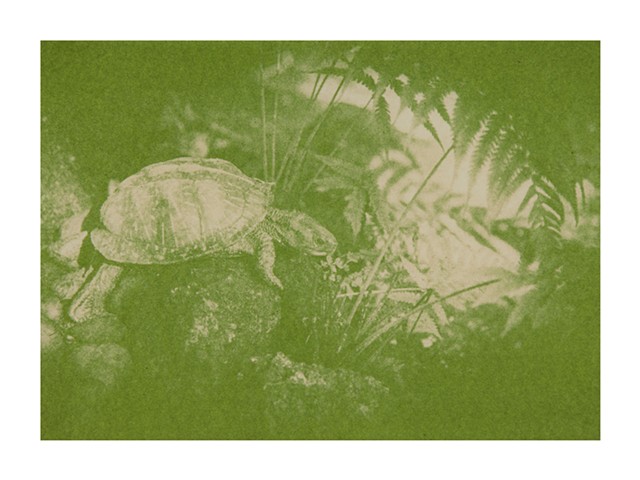 Florida box turtle (Terrapene bauri) -  Vulnerable Species 