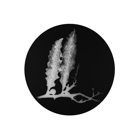Sargassum