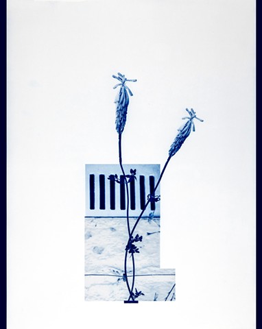 Red Hot Pokers Assembled