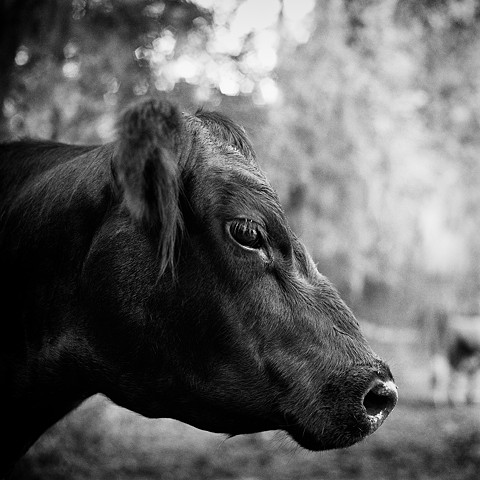 Betty, Resident of Kindred Spirits Farm Animal Sanctuary