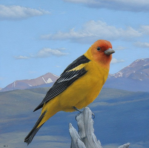 "Western Tanager"