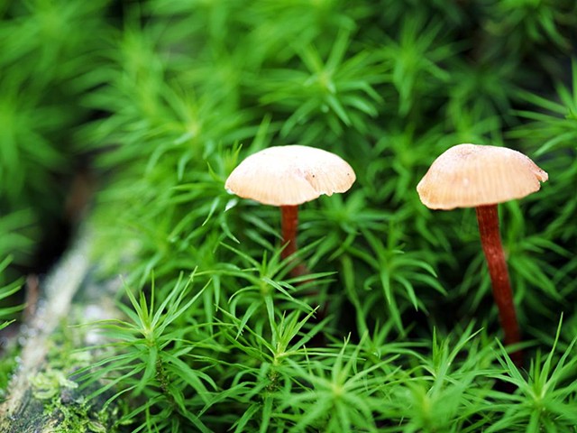 Louisville Mushrooms