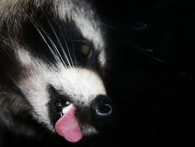 Raccoon lick