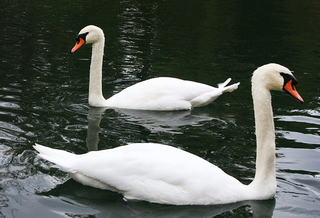 Swans at Cave Hill Cemetery 