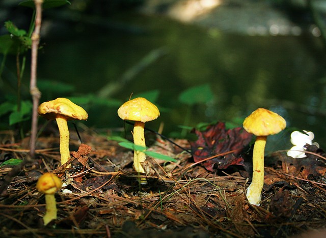 Red River Gorge Mushrooms