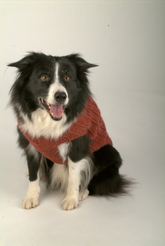 Doggie Knits, Sweaters and Accessories for Your Best Friend
