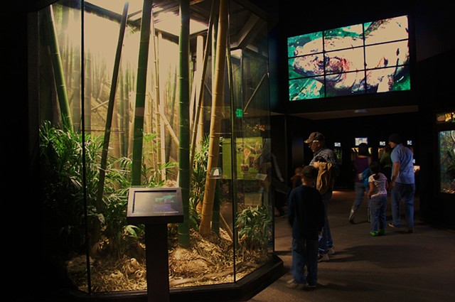 Museum of Living Art, Fort Worth Zoo; King Cobra & Reptile Hall Exhibits