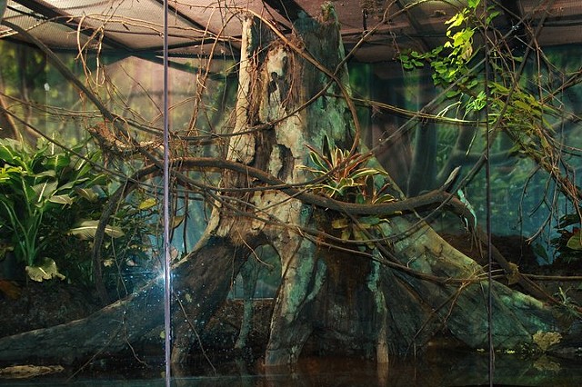 Amazonian Flooded Forest; Museum of Living Art, TX