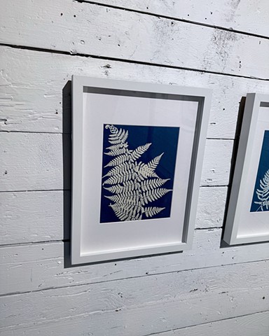 Fern Polypodiales
