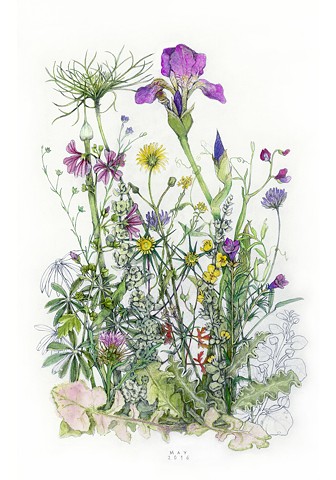 guache and graphite drawing of May wildflowers including iris on the island of Kea, Greece