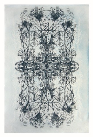 Print based on botanical drawings combine with tea tinted cyanotype
